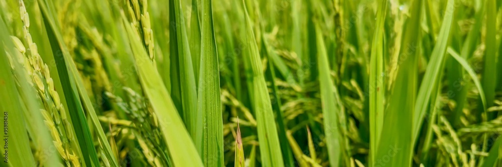 Close-up view of lush, green rice plants growing in a paddy field, representing agriculture and food sustainability in Asia Close-up view of lush, green rice plants growing in a paddy field, representing agriculture and food sustainability in Asia