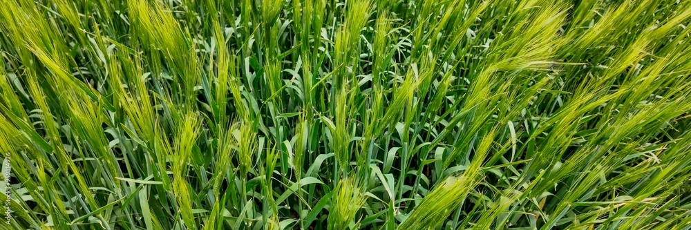 Close-up of lush green wheat field, representing agricultural growth and sustainability in farming practices during the spring season Close-up of lush green wheat field, representing agricultural growth and sustainability in farming practices during the spring season
