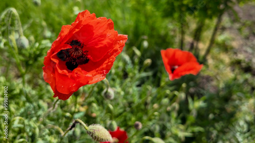 Close-up of vibrant red poppies blooming in a lush green field, symbolizing Remembrance Day and nature's beauty
