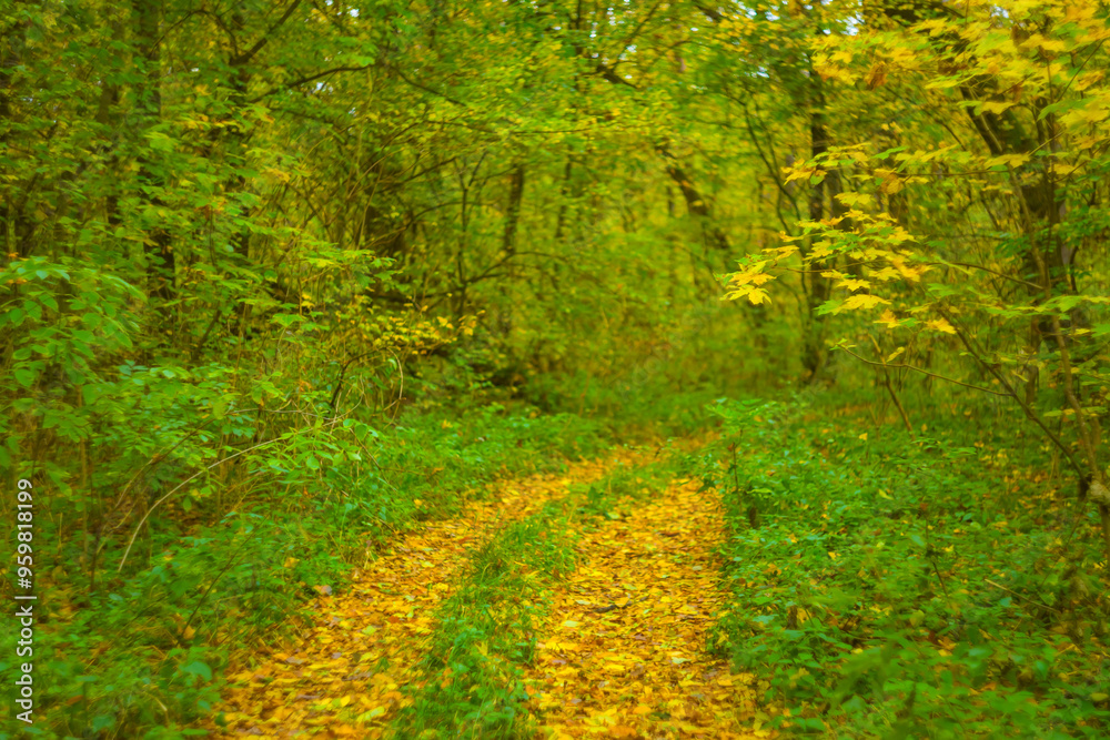 maple forest glade covered by red dry leaves, beautiful autumn park landscape