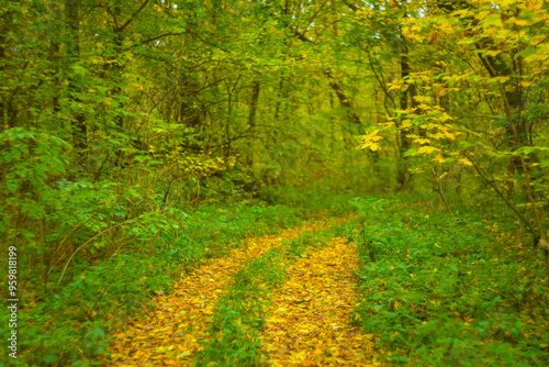 maple forest glade covered by red dry leaves, beautiful autumn park landscape