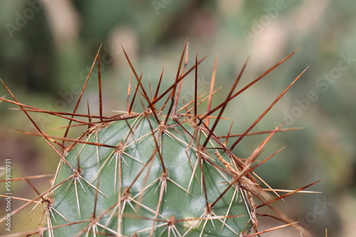 kaktus opuncja Opuntia Hybrid Rom kolce brązowe czerwone łososioworóżowy