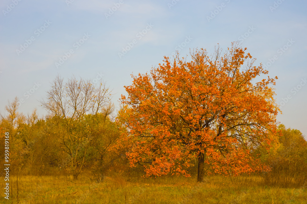 alone red dy oak stay on forest glade, cuiet autumn outdoor landscape alone red dy oak stay on forest glade, cuiet autumn outdoor landscape
