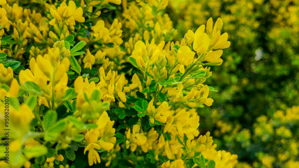 Vibrant yellow flowers in full bloom during spring, symbolizing nature's renewal and the joyful celebration of Easter Vibrant yellow flowers in full bloom during spring, symbolizing nature's renewal and the joyful celebration of Easter