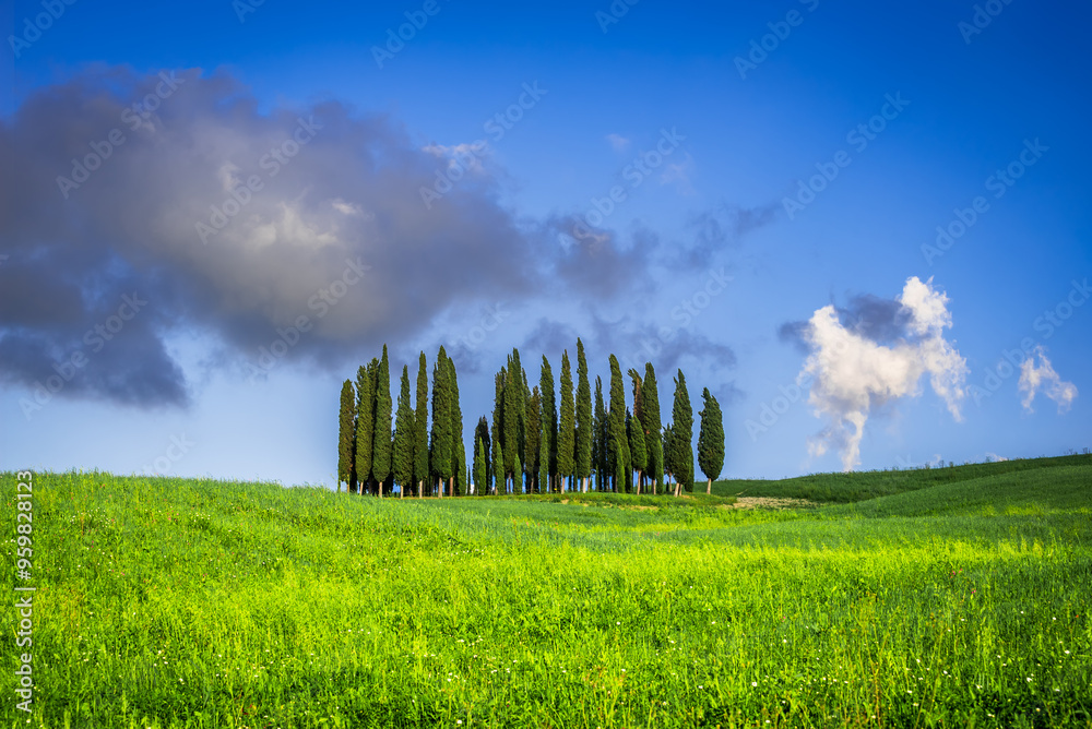 Val d'Orcia, Tuscany. Circle of Cypresses in San Quirico d'Orcia, beautiful spring tuscan landscape in Italy.