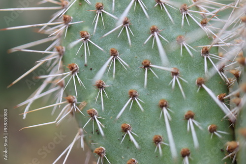 Opuntia polyacantha var. nicholii Manu kaktus opuncja photo