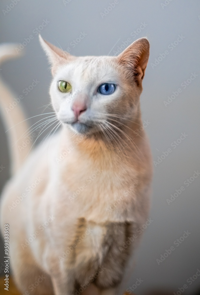 gato gato branco gato branco encima do banco gato gato branco gato branco encima do banco