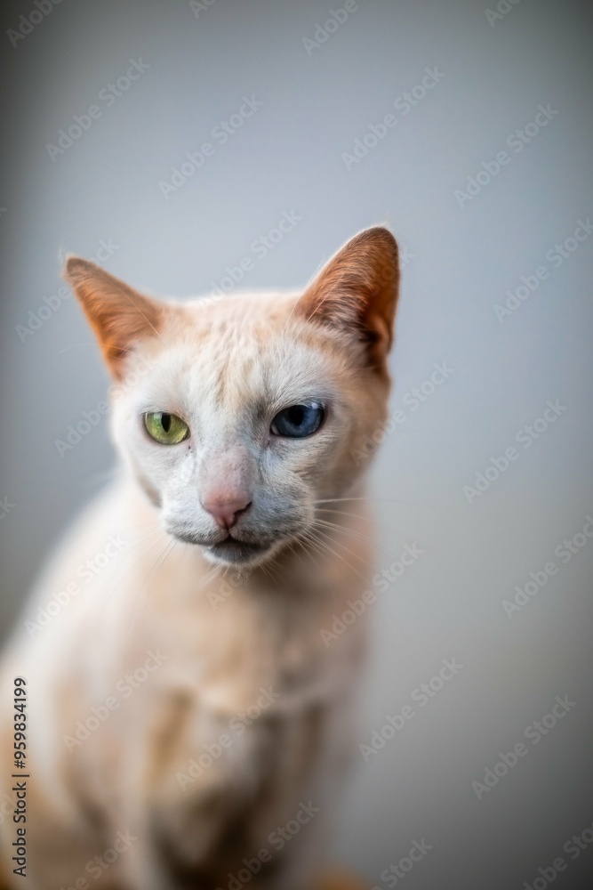 gato gato branco gato branco encima do banco gato gato branco gato branco encima do banco