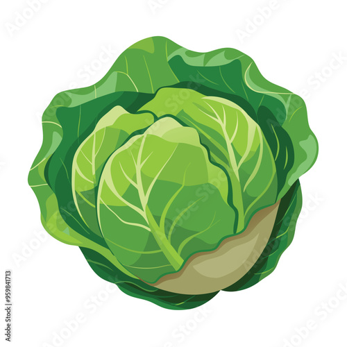 Fresh Cabbage Vector Illustration