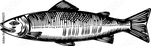Salmon