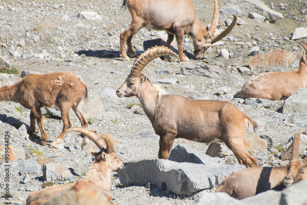 Group of ibexes grazing on rocky mountainous terrain