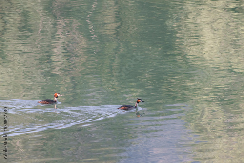 Two grebes swimming together on a calm reflective lake
