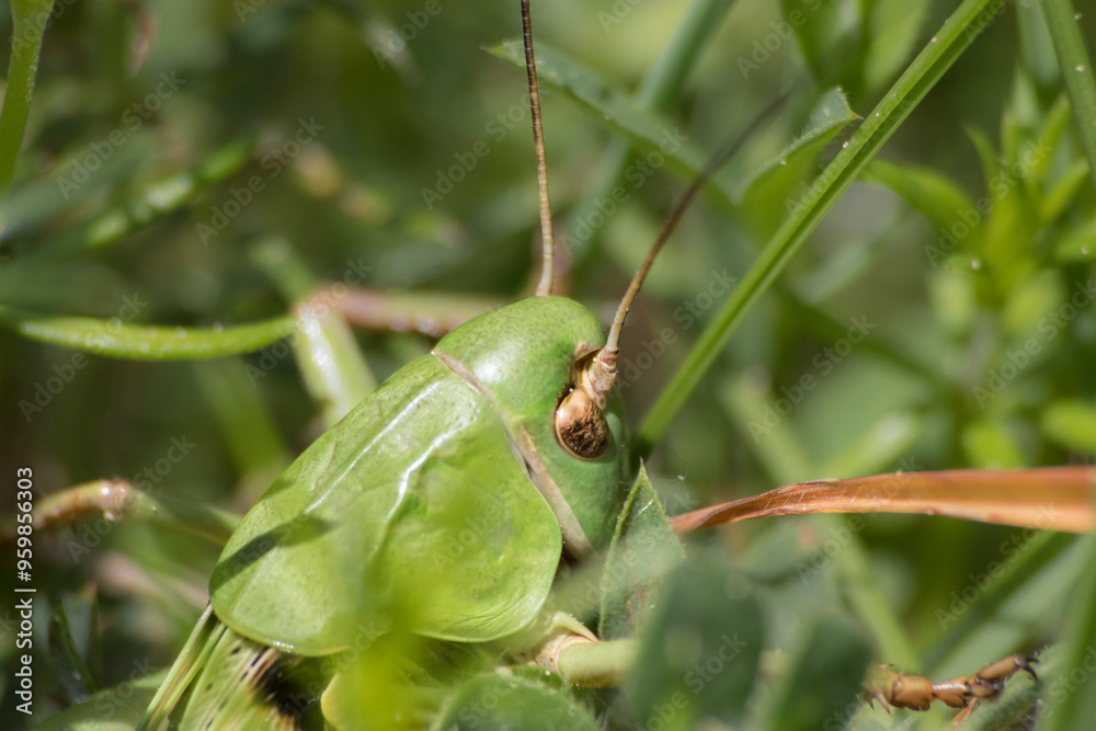 Close-up of a Green Grasshopper in Nature Close-up of a Green Grasshopper in Nature