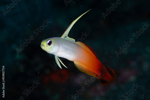 View of colorful fire dartfish swimming in a vibrant underwater reef, Tulamben, Bali, Indonesia. photo