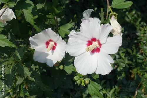 Buds and two white and red flowers of Hibiscus syriacus in July photo