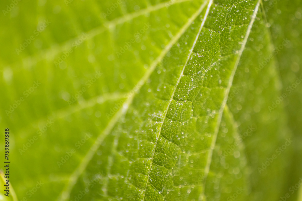Close-up of vibrant green leaf texture backlight by sun Close-up of vibrant green leaf texture backlight by sun