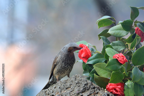 A brown-eared bulbul(Microscelis amaurotis) is sitting on rock picking red petals of camellia flowers in spring at Samcheok-si, South Korea  photo