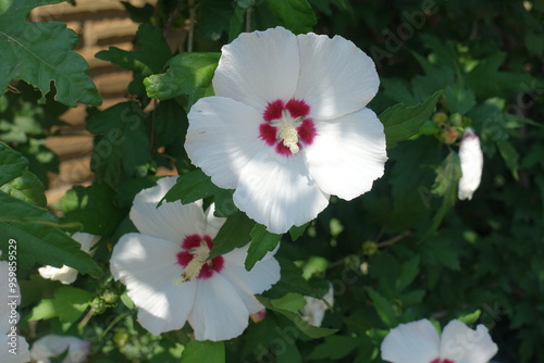 Close-up of two white and red flowers of Hibiscus syriacus in July