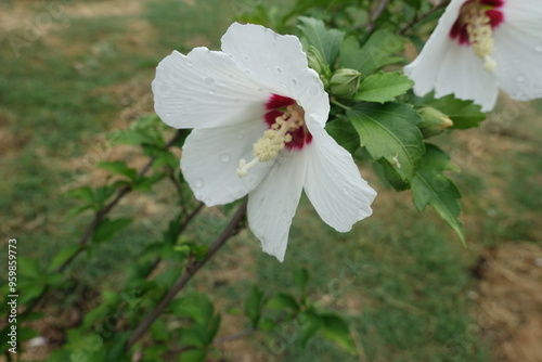 Macro of white and red flower of Hibiscus syriacus in August