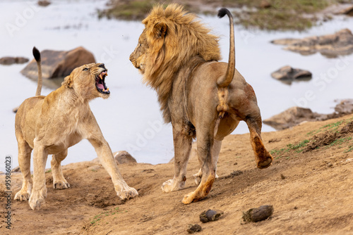 View of lion and lioness growling in their natural habitat, Madikwe Game Reserve, South Africa. photo