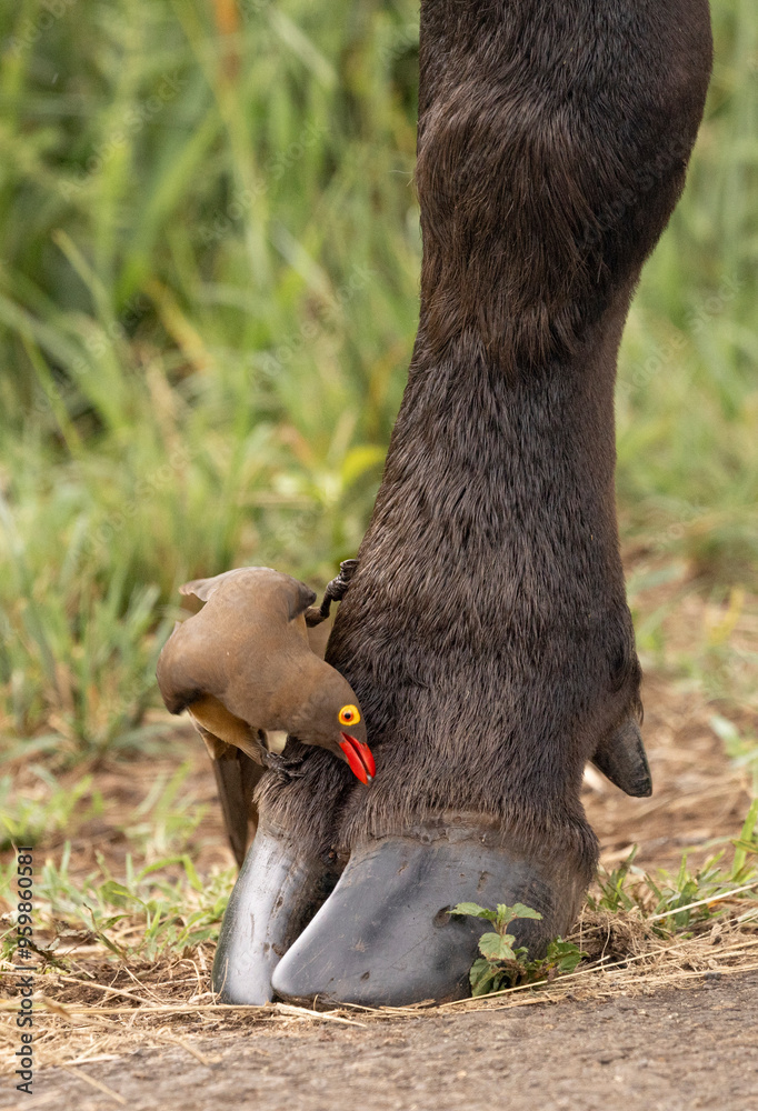 View of cape buffalo with red-billed oxpecker in natural habitat, Hluhluwe Imfolozi Park, South Africa. View of cape buffalo with red-billed oxpecker in natural habitat, Hluhluwe Imfolozi Park, South Africa.