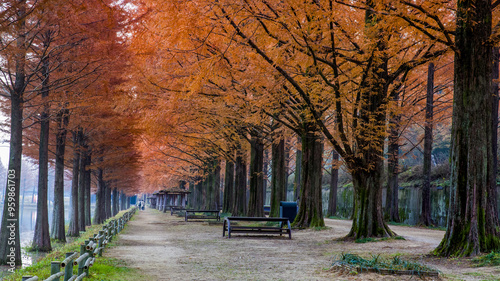 Autumnal view of tourists on trail with bench and red metasequoia trees near Damyang-gun, South Korea  photo