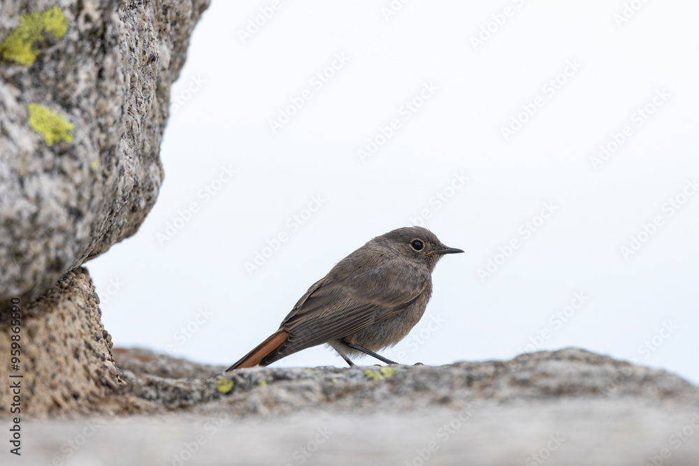View of a small bird perching on a rock in a natural habitat, Mulhouse, France. View of a small bird perching on a rock in a natural habitat, Mulhouse, France.