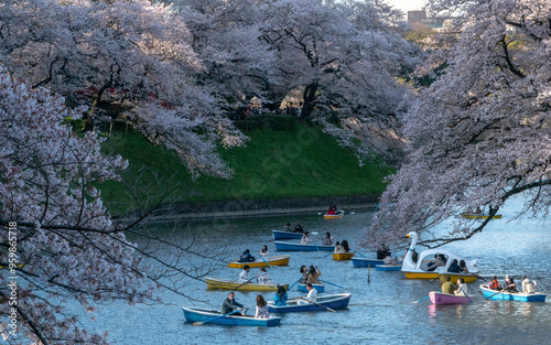 View of beautiful sakura blooms and serene lake with swans in Chidorigafuchi Park, Tokyo, Japan. photo