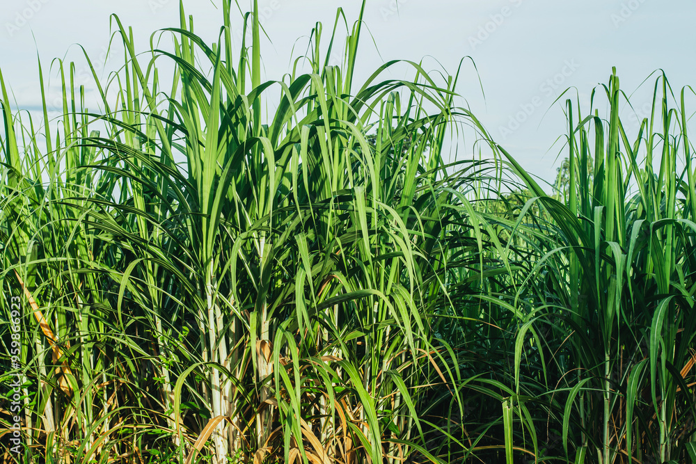 Obraz premium sugarcane fields, fresh’s area, natural growth