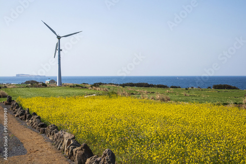 Seogwipo-si, Jeju-do, South Korea - March 23, 2021: Spring view of yellow rape flowers and barley field with stonewall against a wind generator and sea at Gapado Island photo