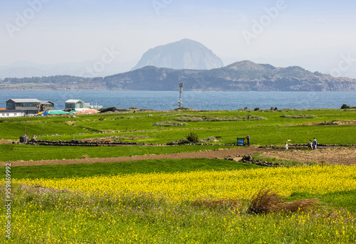 Seogwipo-si, Jeju-do, South Korea - March 23, 2021: Spring view of yellow rape flowers and barley field against a farming village and Sanbangsan Mountain on sea at Gapado Island photo