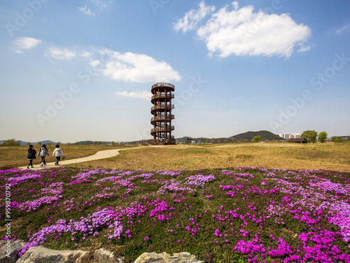 Siheung Gaetgol Ecological Park, Siheung-si, Gyeonggi-do, South Korea - April 9, 2021: Spring view of tourists walking on trail besides moss-pink garden against a rocking observatory photo