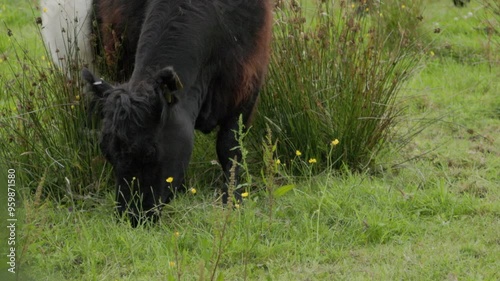 Belted Galloway Eating Grass