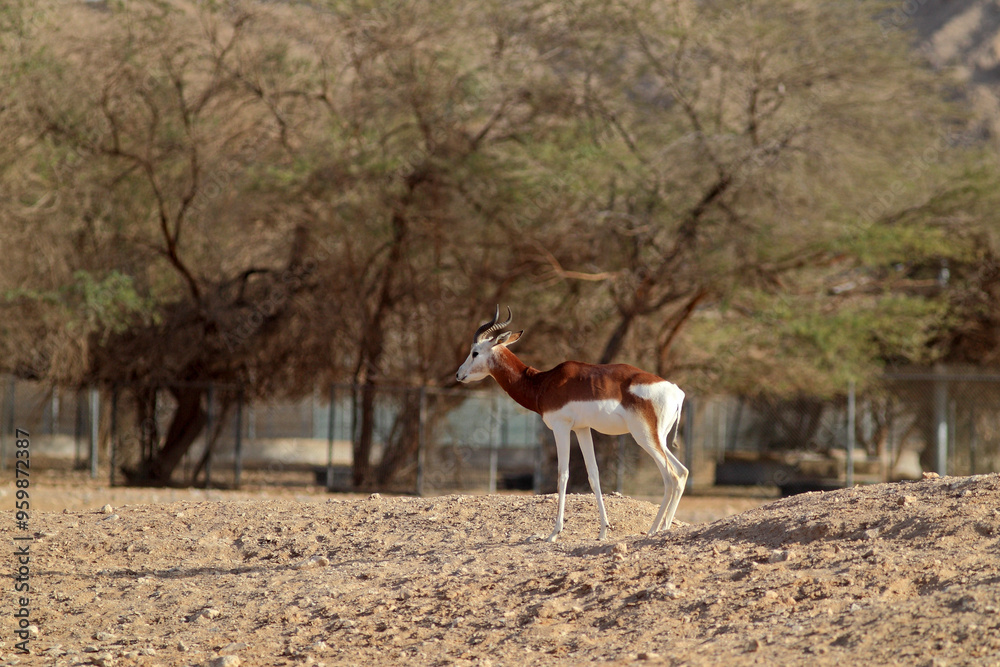 View of gazelles grazing in a sunny desert landscape with trees, Dubai Zoo, United Arab Emirates. View of gazelles grazing in a sunny desert landscape with trees, Dubai Zoo, United Arab Emirates.