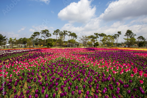 Spring view of red tulips at flower garden of Munam Ecological Park against blue sky near Cheongju-si, South Korea 