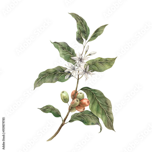 Coffee plant, with tropical green leaves and red coffee fruits. Ripe coffee berries with white flowers. Hand drawn watercolor illustration, for shop, cafe, banner, postcard, coffee packaging design
