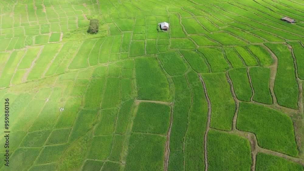 Aerial top view of paddy rice farmlands at morning scene. Beautiful rice fields,Nature landscape background. Aerial top view of paddy rice farmlands at morning scene. Beautiful rice fields,Nature landscape background.
