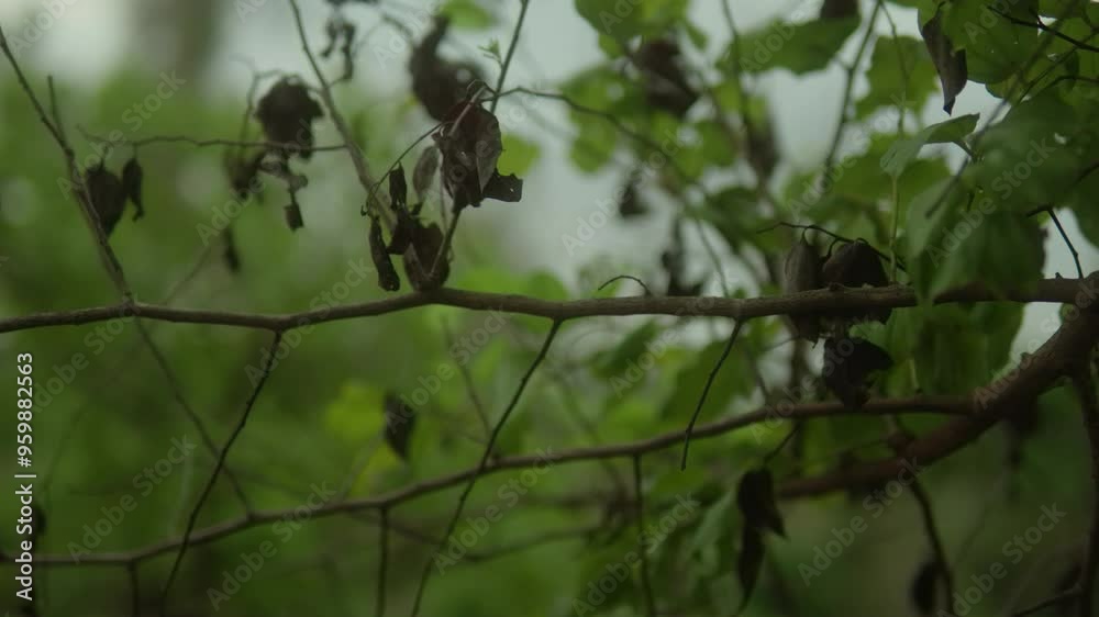 Close-up of withered leaves clinging to thin, bare branches with a blurred green background in nature Close-up of withered leaves clinging to thin, bare branches with a blurred green background in nature