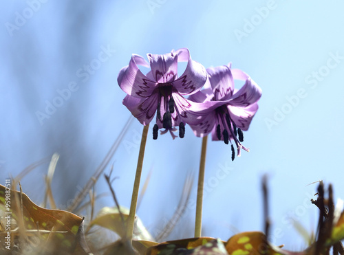 Close-up and low angle view of two buds of purple dogtooth violet(Erythronium japonicum) against blue sky in spring at Yongmunsan Mountain near Yangpyeong-gun, South Korea  photo