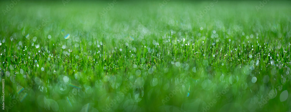 Obraz premium rosa i zielona trawa, piękny zielony trawnik w ogrodzie, green lawn 