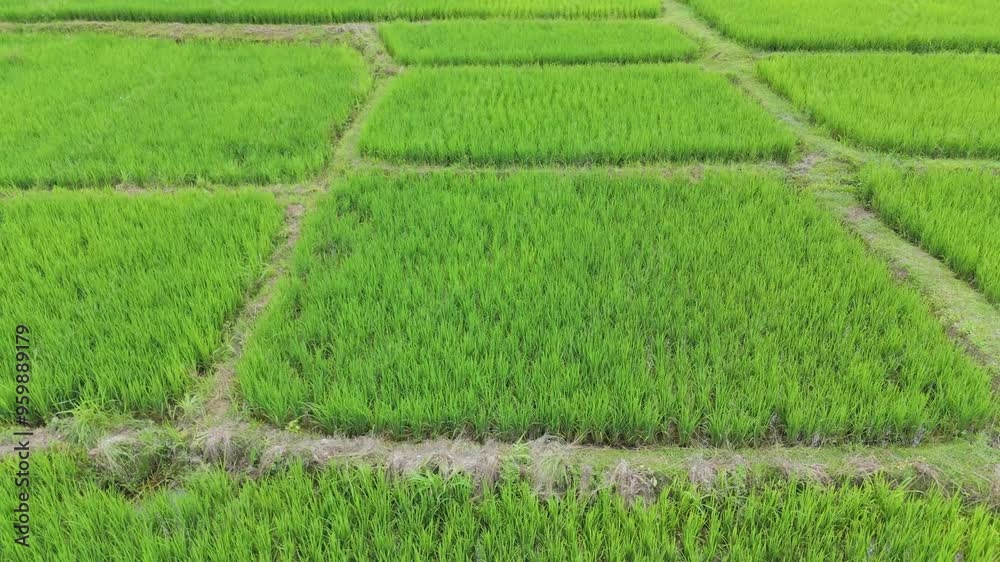 Aerial top view of paddy rice farmlands at morning scene. Beautiful rice fields,Nature landscape background. Aerial top view of paddy rice farmlands at morning scene. Beautiful rice fields,Nature landscape background.