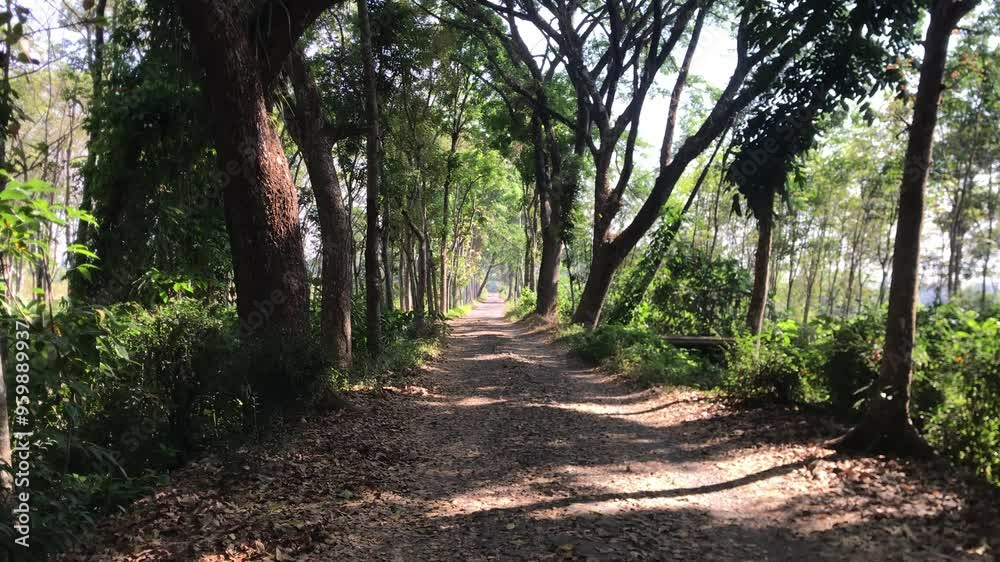 Salatiga, Central Java Indonesia - September 05 2024 : A narrow pathway winding through lush, shady trees, creating a peaceful and natural setting Salatiga, Central Java Indonesia - September 05 2024 : A narrow pathway winding through lush, shady trees, creating a peaceful and natural setting