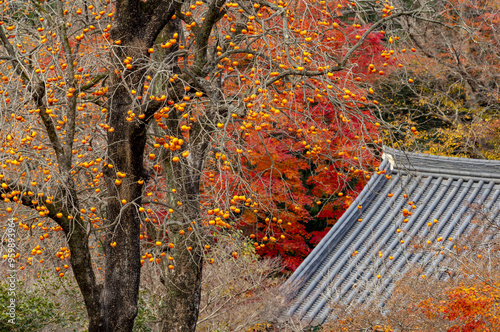 maple, persimmon, persimmon tree, tile roof, tile house, Seonunsa Temple, Seonunsan Mountain, Gochang-gun, Jeollabuk-do, South Korea  photo