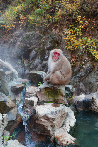 Snow monkey in japan