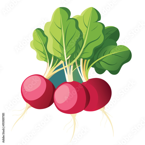 Fresh Radishes Vector Illustration