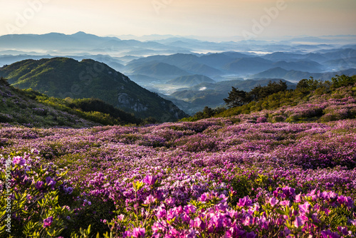 High angle and morning view of pink azalea flowers against foggy mountain range in morning at Hwangmaesan Mountain near Hapcheon-gun, South Korea 