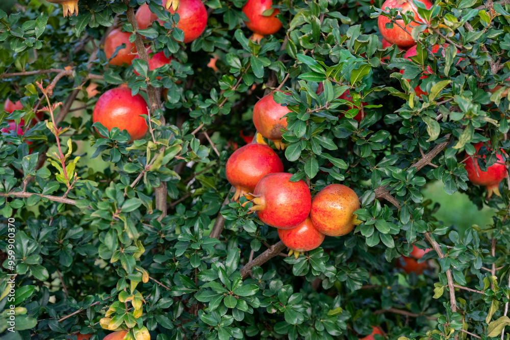 Ripe pomegranates fruit hanging on a tree branch in the garden Ripe pomegranates fruit hanging on a tree branch in the garden