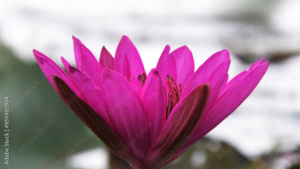 Pink water lily flower in closeup Pink water lily flower in closeup