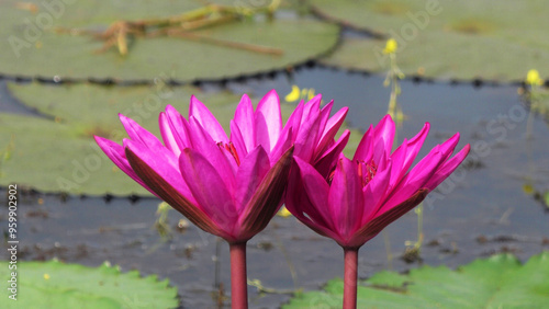 Bloomed pink water lily plants in the lake