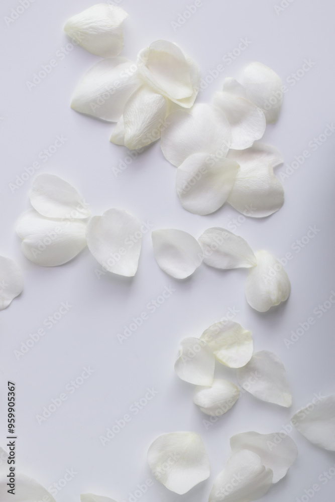 白背景に白い薔薇の花びら、白いバラの花びら、花びら、ばらの花びら
